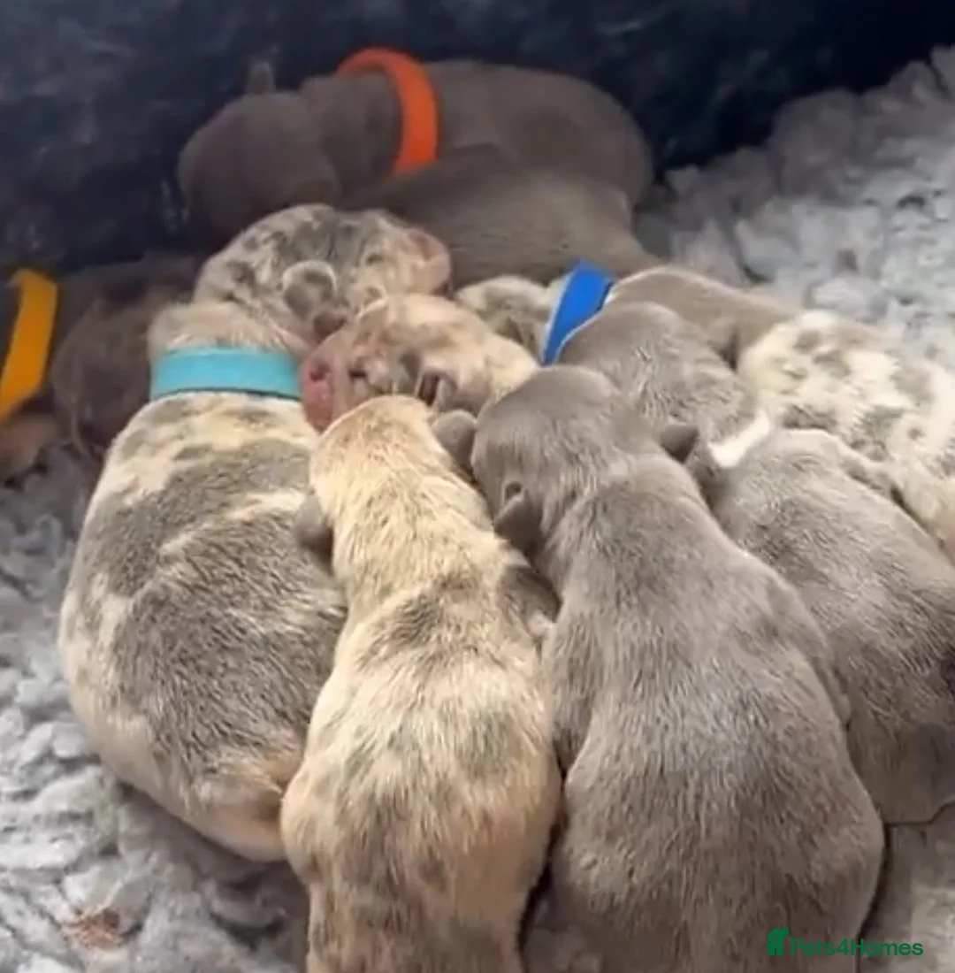 French Bulldog dogs for stud: Lilac tan merle in Sheffield - Advert 14