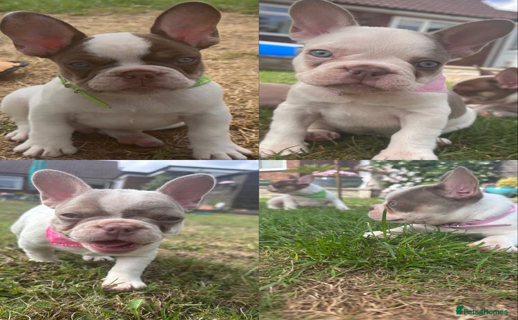 French Bulldog dogs - Advert 5