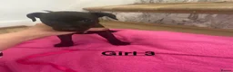 Mixed Breed dogs for sale: Patterdale x Lakeland  - Advert 7