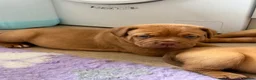 Dogue De Bordeaux dogs for sale: Dogue de bordeux puppies  - Advert 4