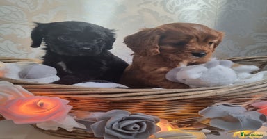 Mixed Breed dogs - Advert 14