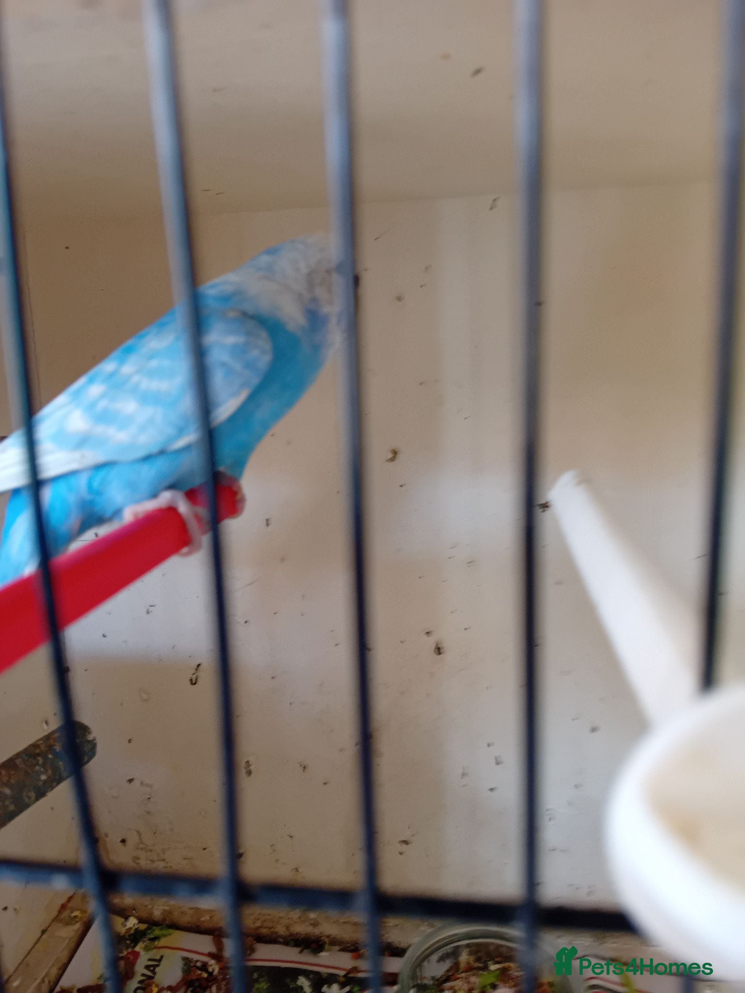 Budgerigars birds Two pairs of budgies and cages - Advert 2