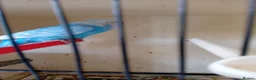 Budgerigars birds for sale: Two pairs of budgies and cages - Advert 1