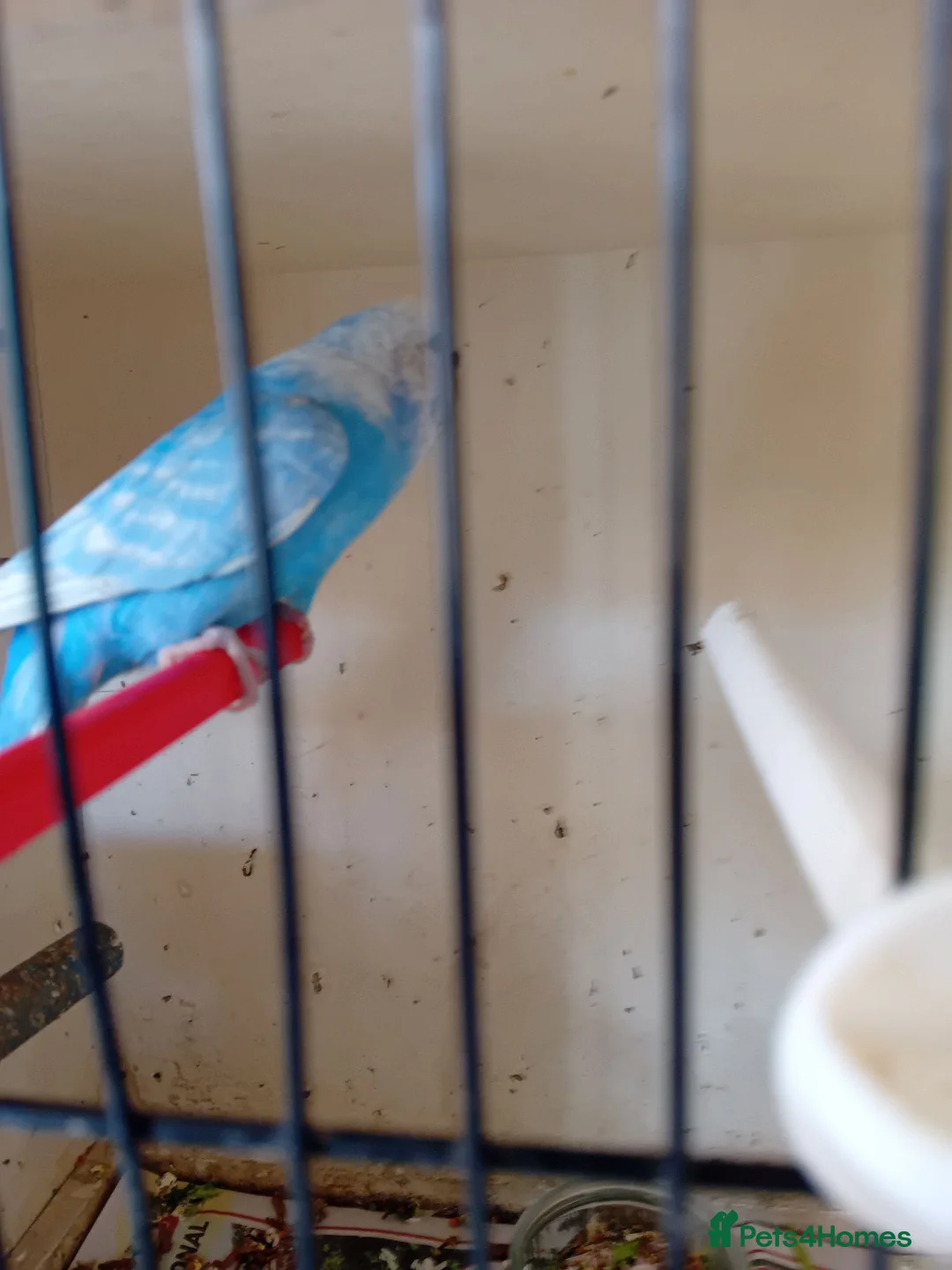 Budgerigars birds for sale: Two pairs of budgies and cages - Advert 1