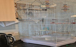Budgerigars birds for sale: Female budgie  - Image 8
