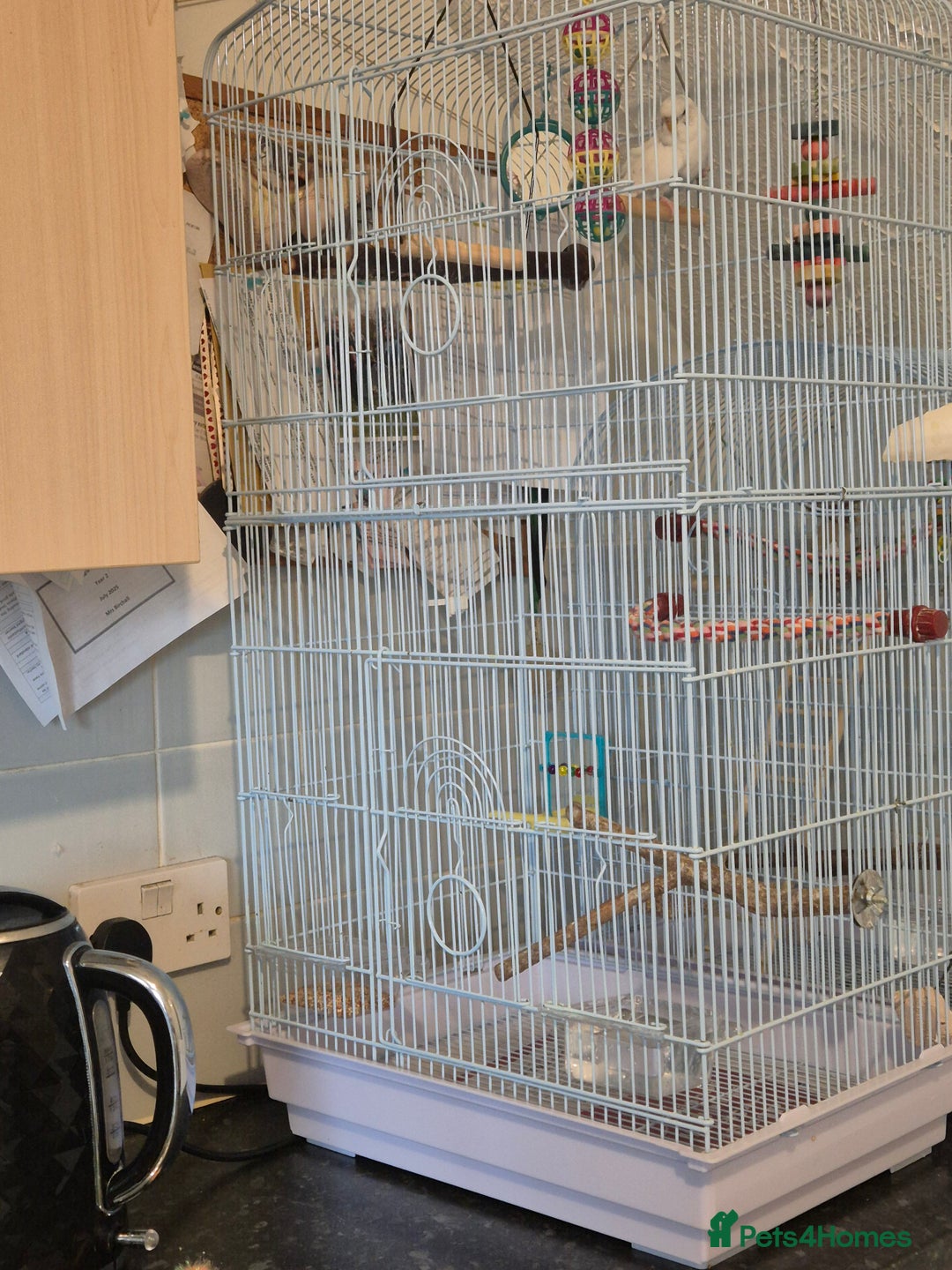 Budgerigars birds for sale: Female budgie  - Image 8