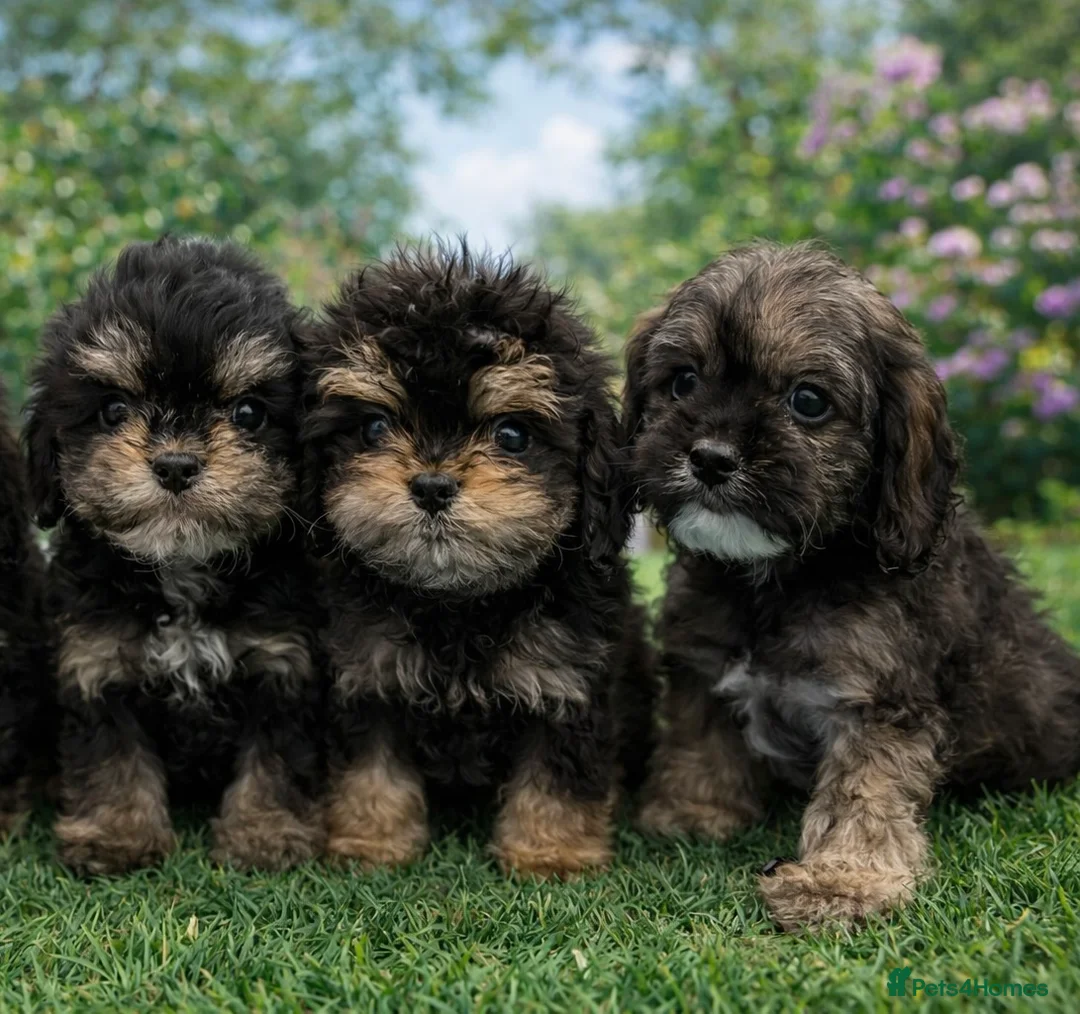 Cockapoo dogs for sale: Adorable cockapoo puppies 🐶 READY NOW - Advert 2