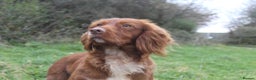 Cocker Spaniel dogs for stud: Fully Health Tested Dark Red W/Cocker Spaniel Stud in Totnes - Advert 18