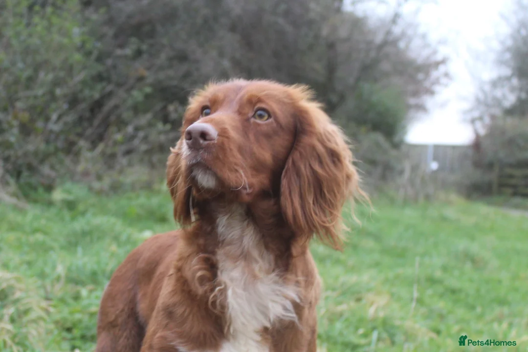 Cocker Spaniel dogs for stud: Fully Health Tested Dark Red W/Cocker Spaniel Stud in Totnes - Advert 18