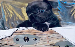 French Bulldog dogs for sale: French Bulldogs  - Image 17