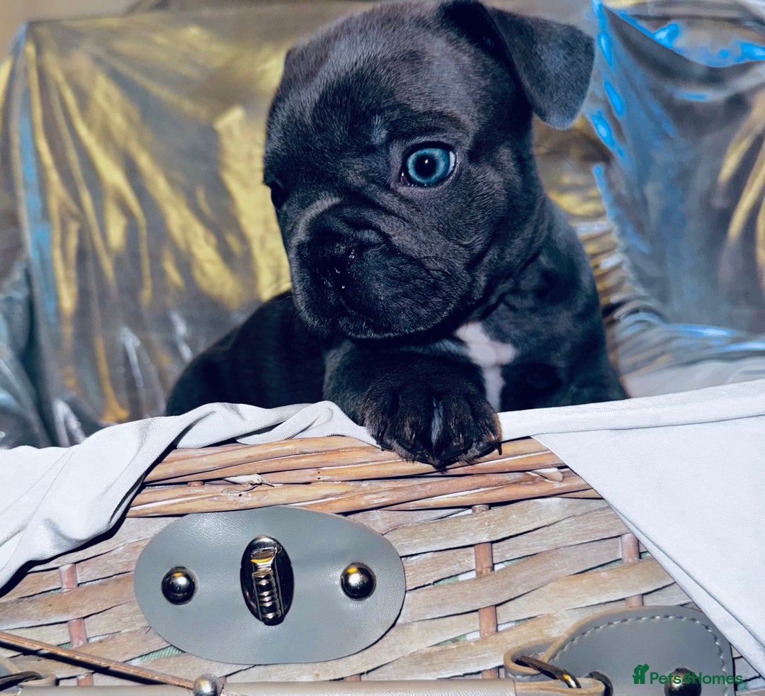 French Bulldog dogs for sale: French Bulldogs  - Image 17