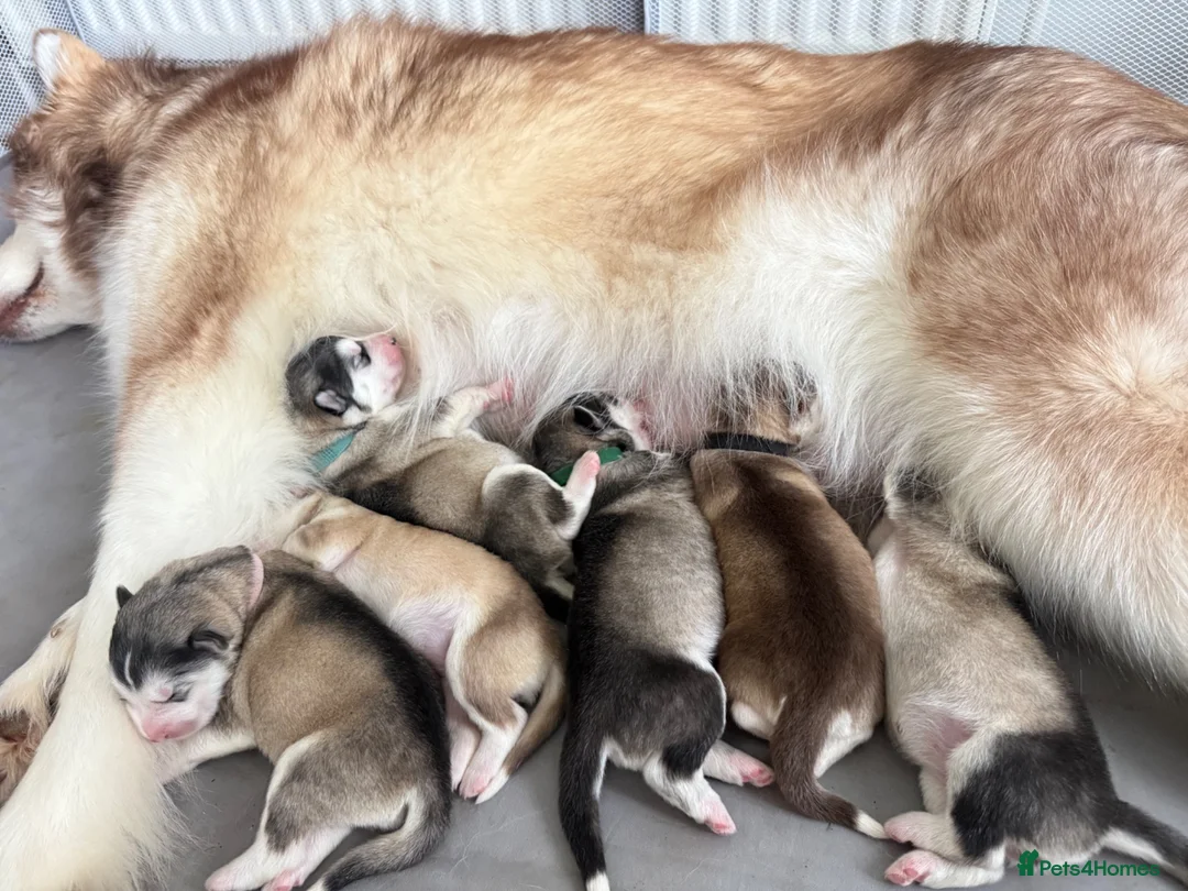 Alaskan Malamute dogs for sale: Alaskian malamute puppies  - Advert 2