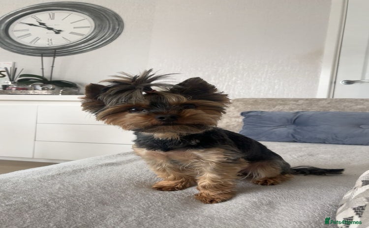 Yorkshire Terrier dogs - Advert 5