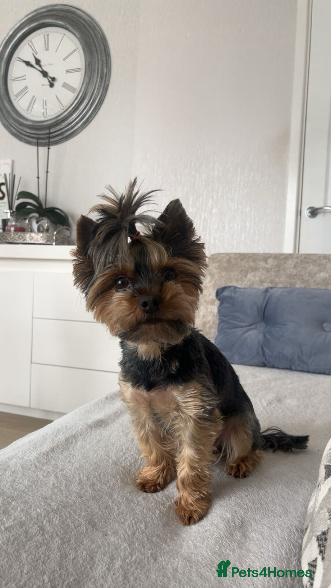 Yorkshire Terrier dogs for stud: Brownie for Stud only  - Image 1