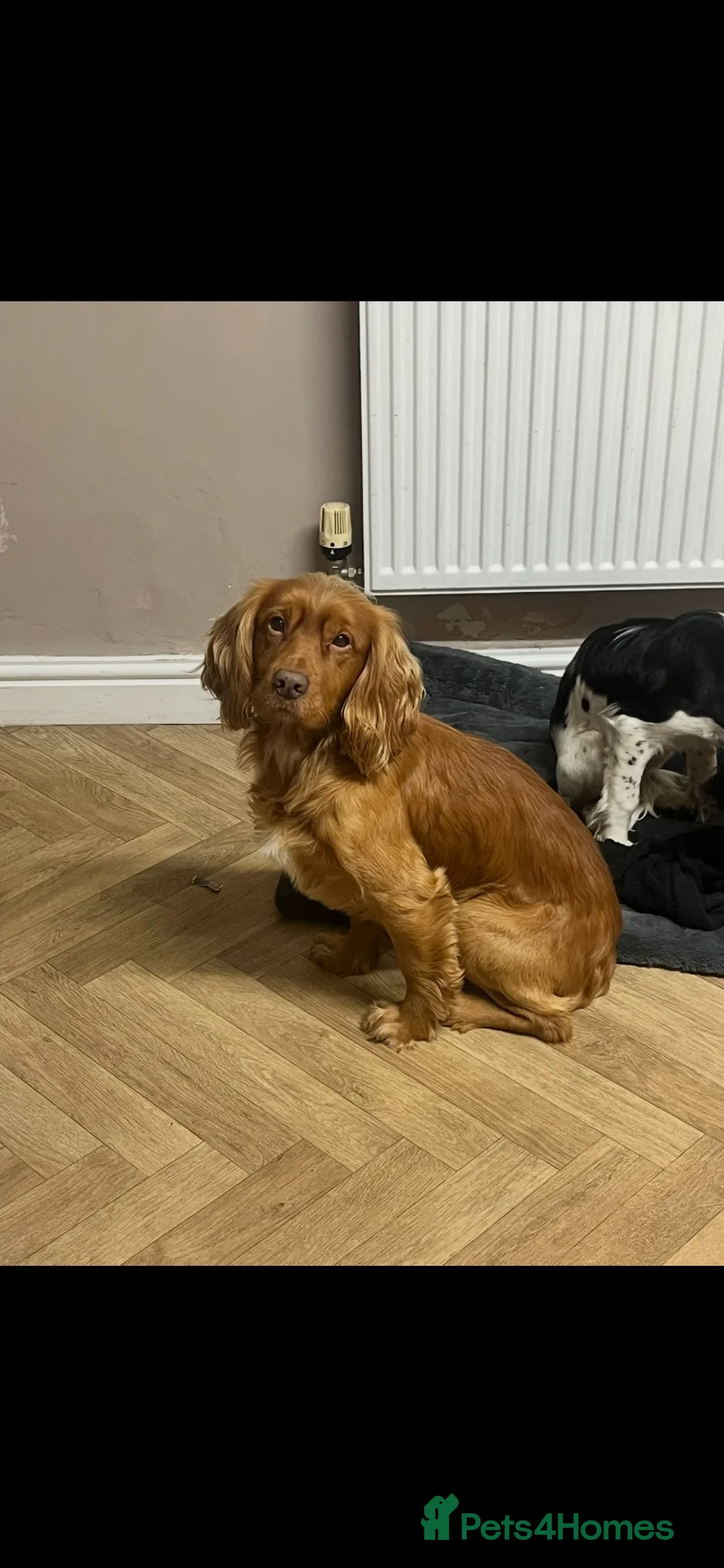 Cocker Spaniel dogs for sale: Working cocker spaniel for REHOME - Advert 2