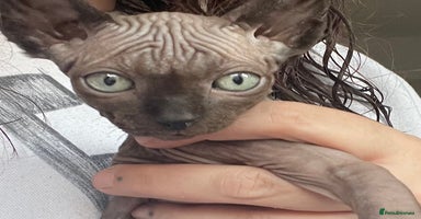 Sphynx cats - Advert 12