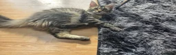 Maine Coon cats for sale: Ready now adorable maine coon Kittens 2 boys - Advert 29