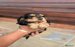 Cocker Spaniel dogs for sale: KC RIZI-BIZI show type European show champ lines - Image 10