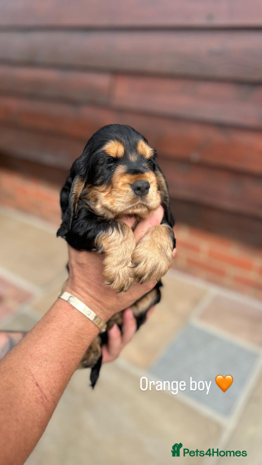 Cocker Spaniel dogs for sale: KC RIZI-BIZI show type European show champ lines - Image 10