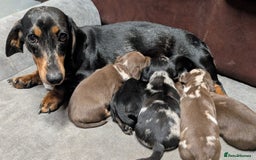 Miniature Dachshund dogs for sale: Quality KC/PRA clear Miniature Dachshund Puppies  - Image 9