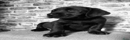 Labrador Retriever dogs for sale: BLACK LAB PUPS 270 CLEAR DNA - READY NOW  - Advert 7