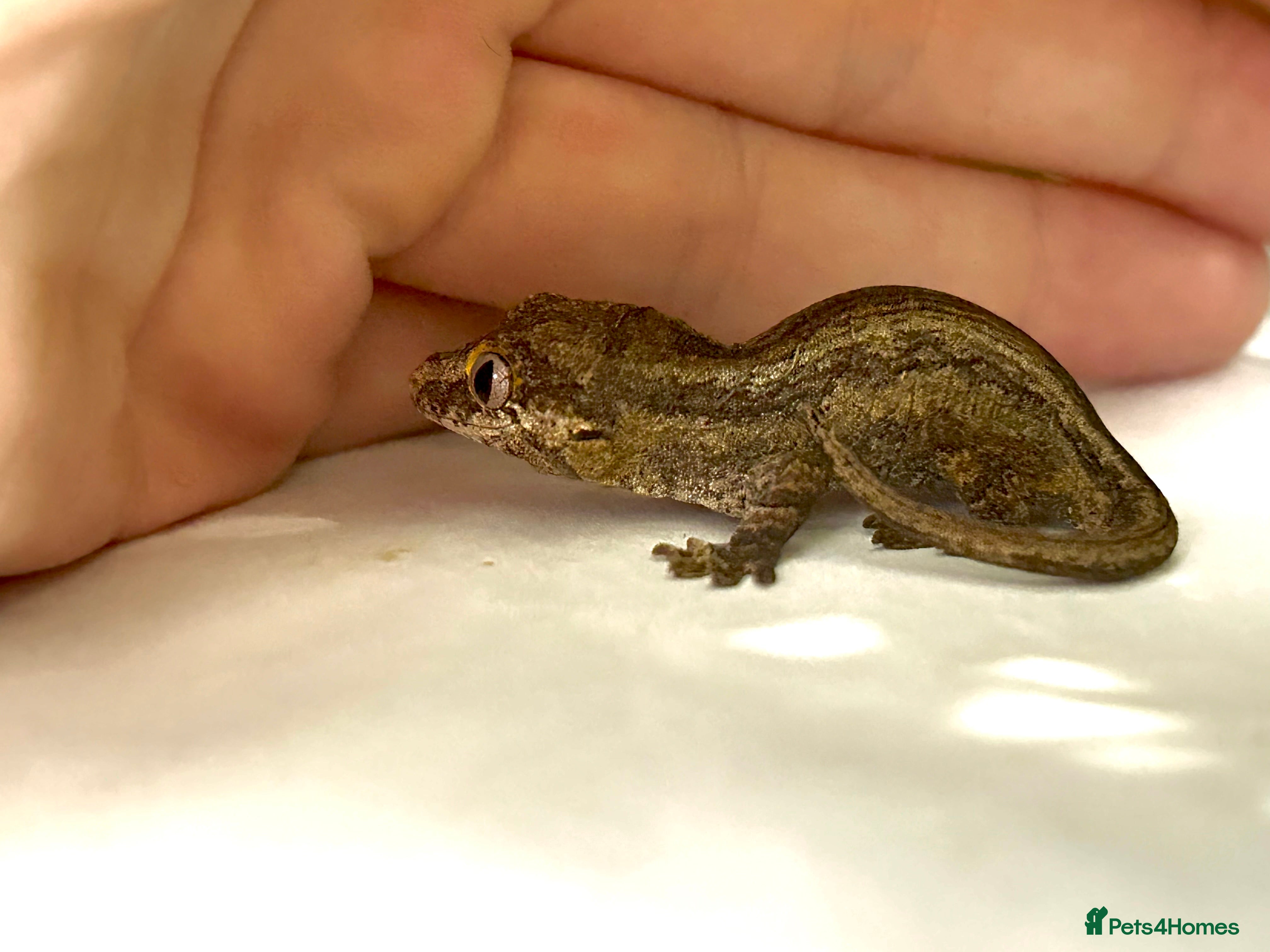 Gecko reptiles Gargoyle gecko - Advert 2