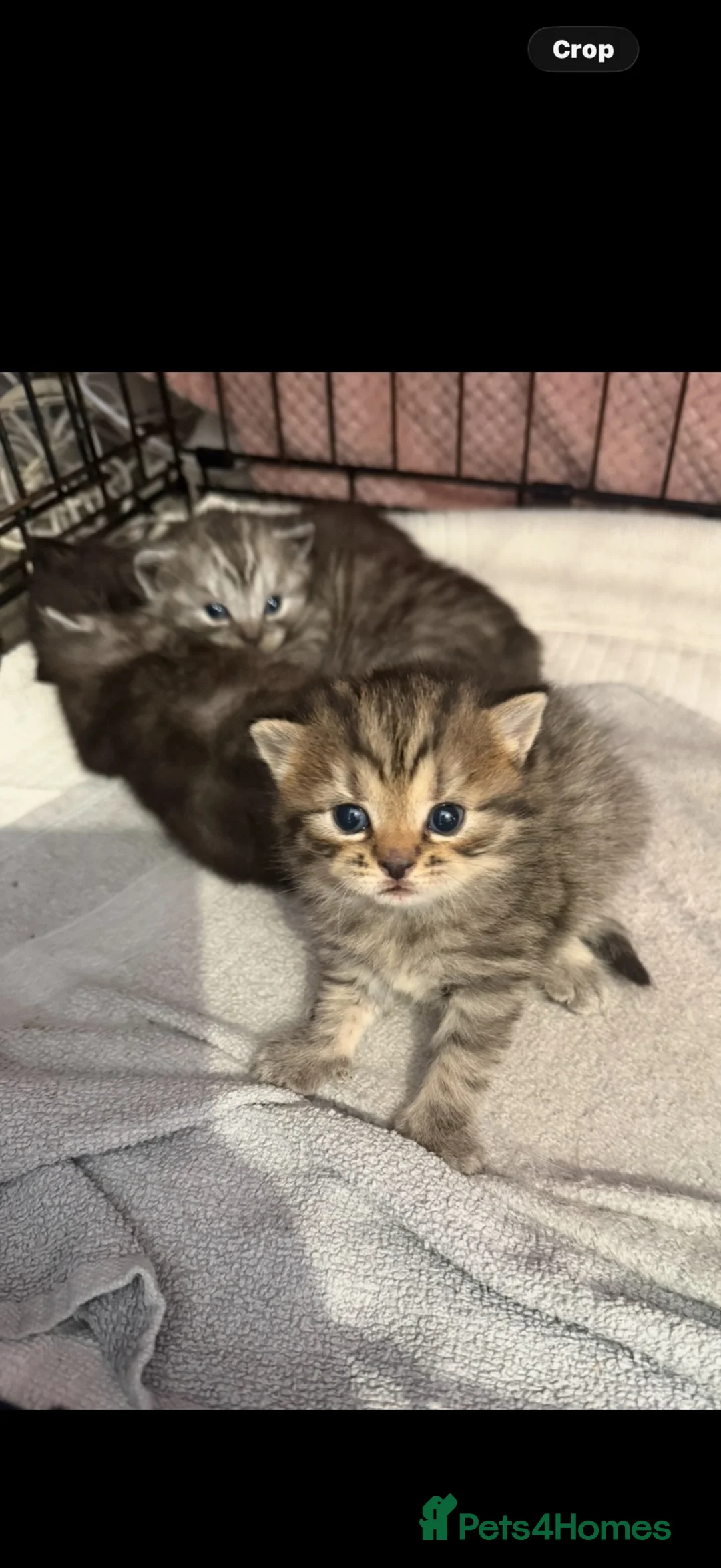 British Shorthair cats for sale: British shorthair cross  - Advert 6