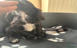 Cocker Spaniel dogs for sale: Cocker spaniel puppies  - Image 11