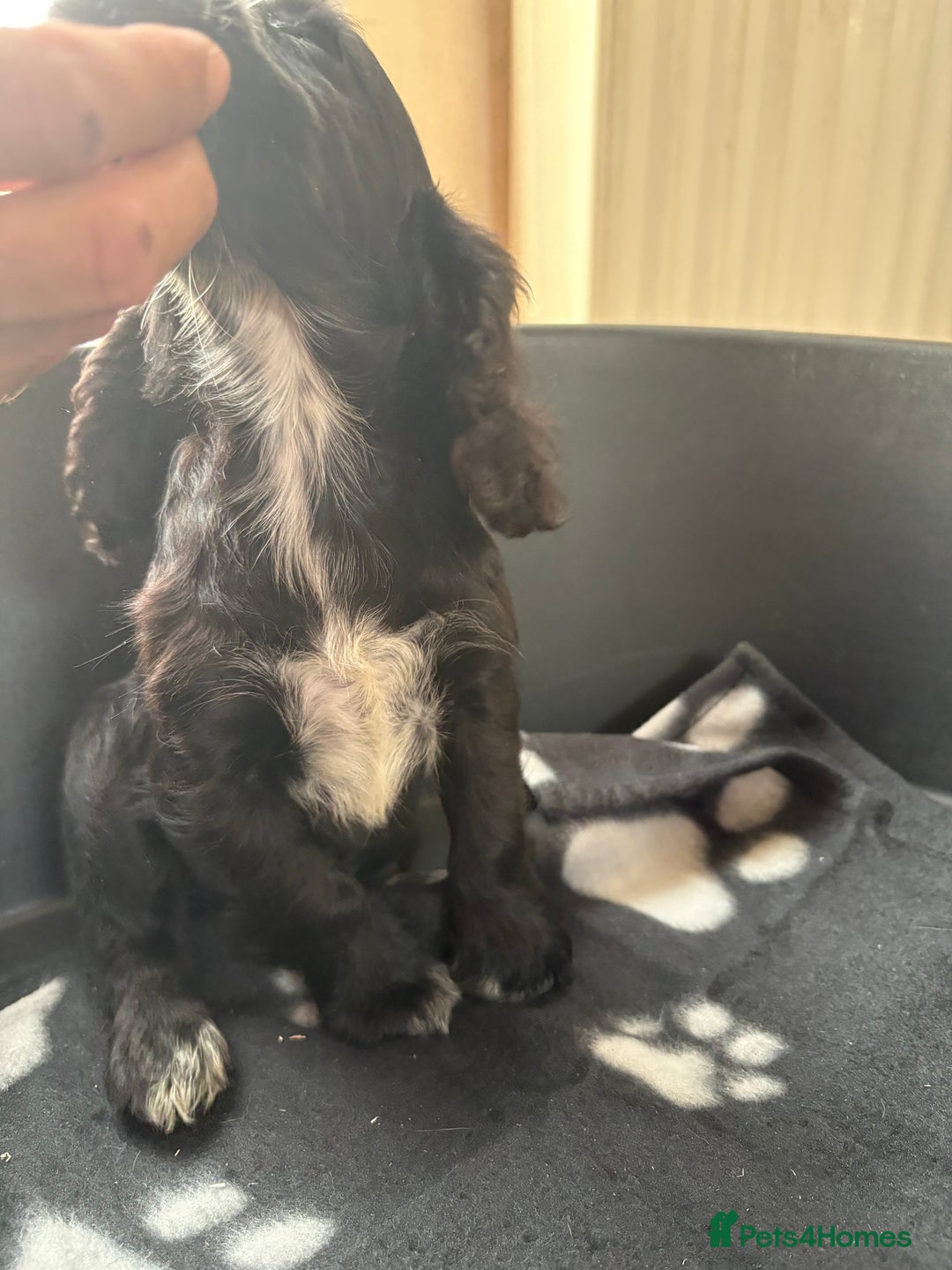 Cocker Spaniel dogs for sale: Cocker spaniel puppies  - Image 11