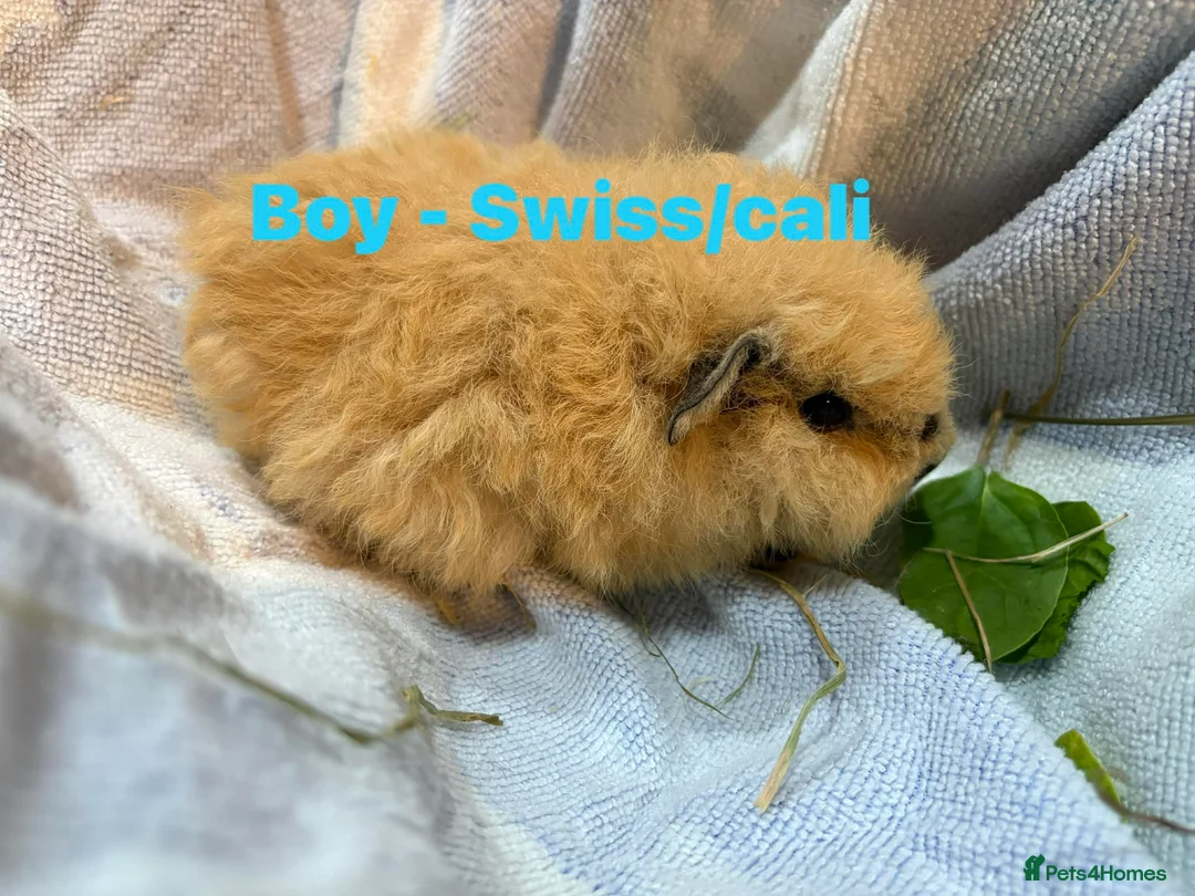 Guinea Pig rodents for sale: Ready to leave - Male & Female Guinea pigs  - Advert 12