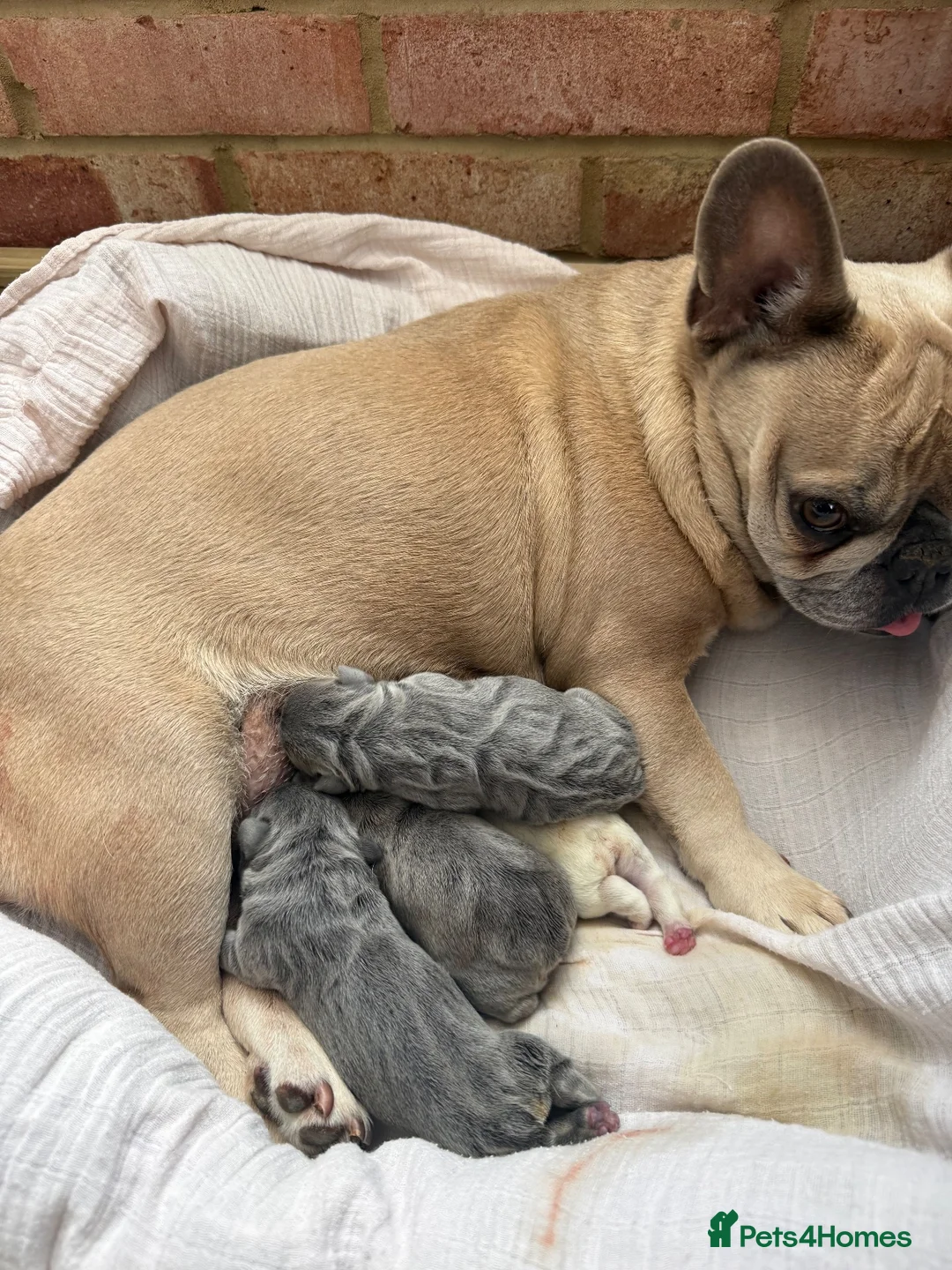 French Bulldog dogs for sale: French bulldog  in Maidstone - Advert 1