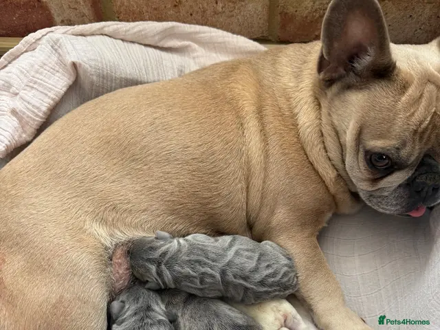 French Bulldog dogs for sale: French bulldog - Advert 3