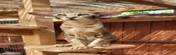 Oriental cats for sale: Modern type Oriental/siamese kittens  - Advert 13