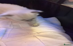 Ragdoll cats for sale: Beautiful ⅞ ragdoll kitten DNA tested clean - Image 6