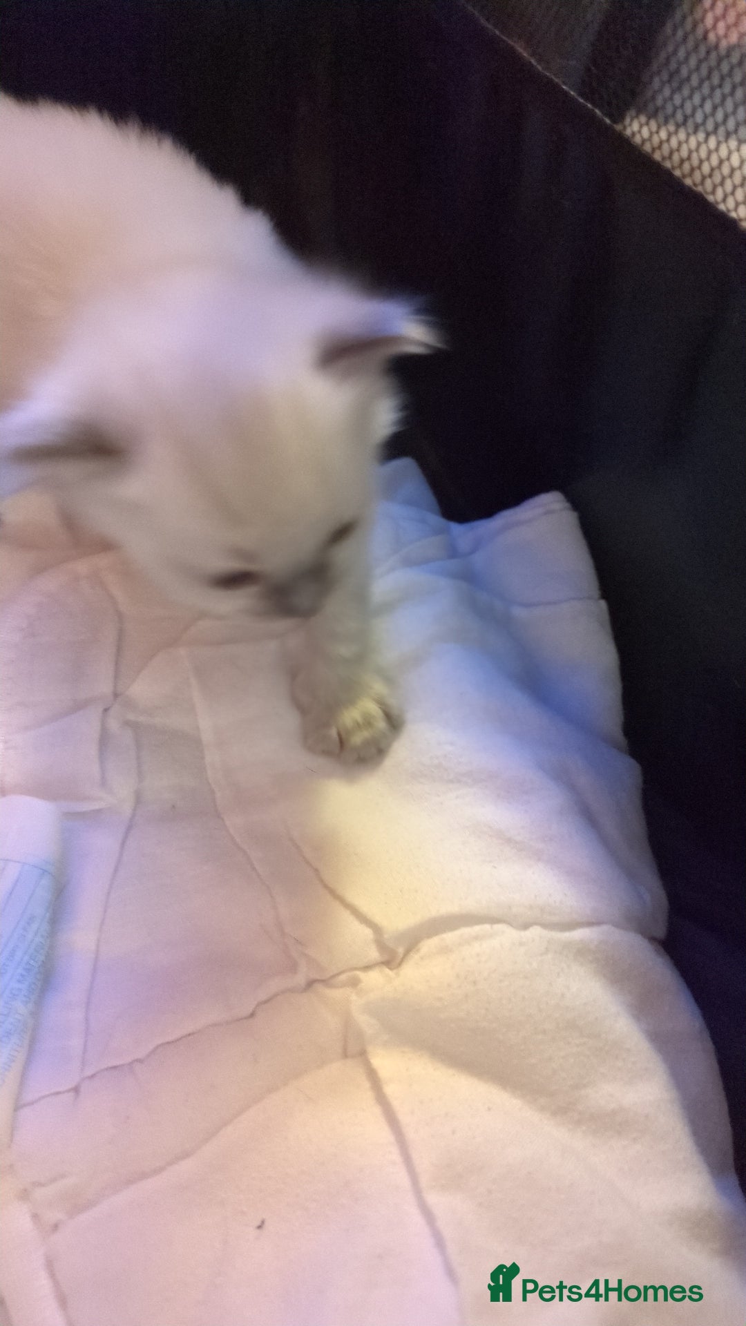Ragdoll cats for sale: Beautiful ⅞ ragdoll kitten DNA tested clean - Image 6