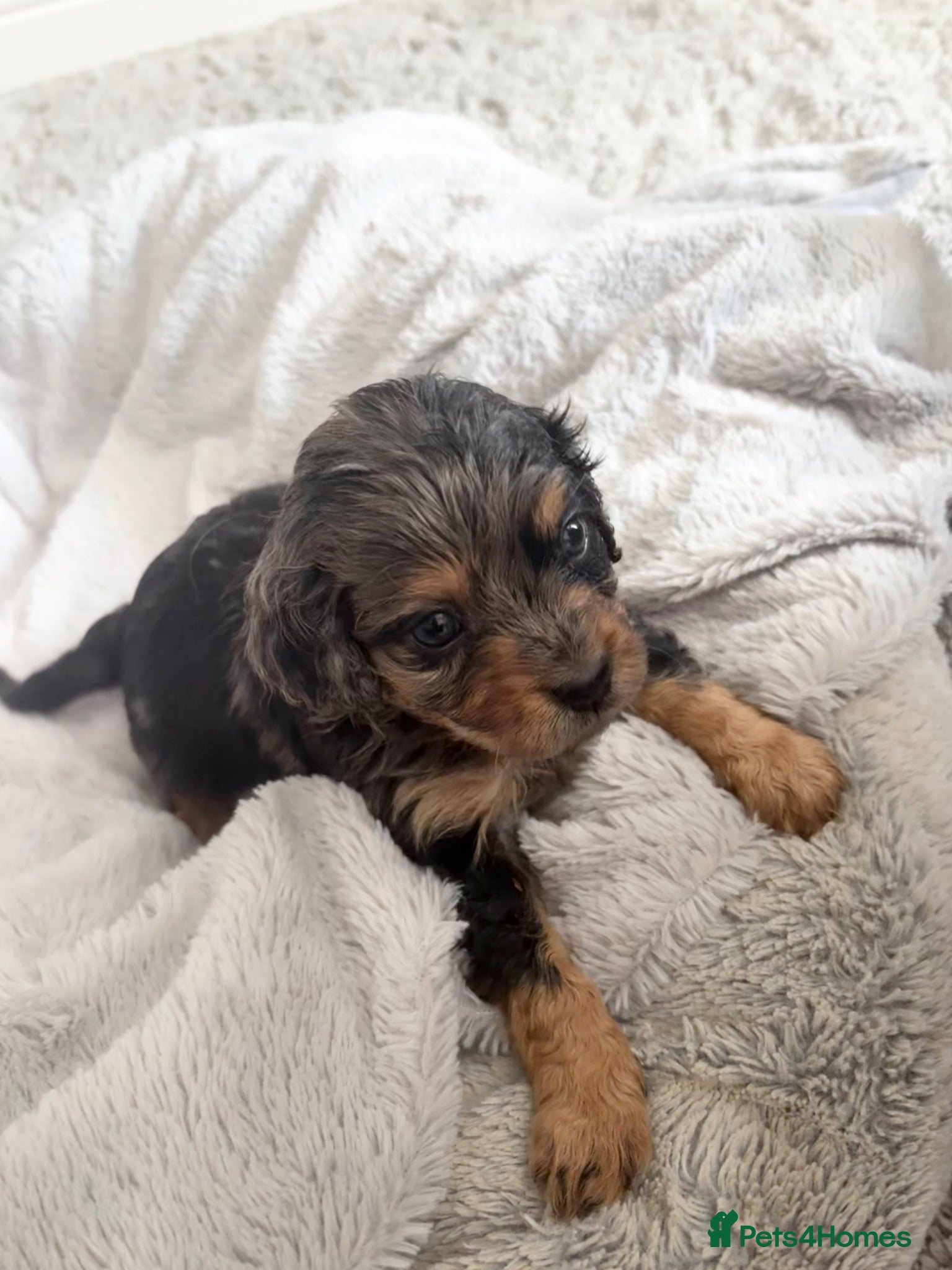 Cavapoo dogs ⭐ F1 Health tested Cavapoos⭐ - Advert 11