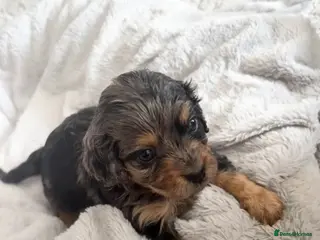 Cavapoo dogs ⭐ F1 Health tested Cavapoos⭐ - Advert 11