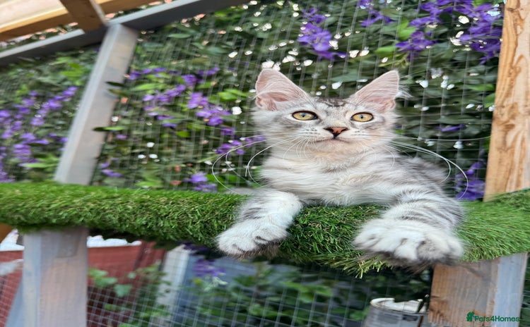 Maine Coon cats - Advert 15