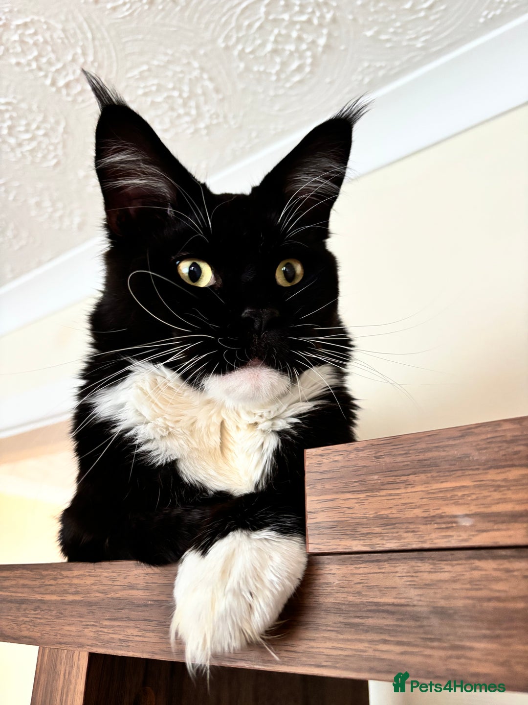 Maine Coon cats for sale: Maine coon - Image 21