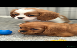 King Charles Spaniel dogs for sale: Beautiful cavalier puppies  - Image 1