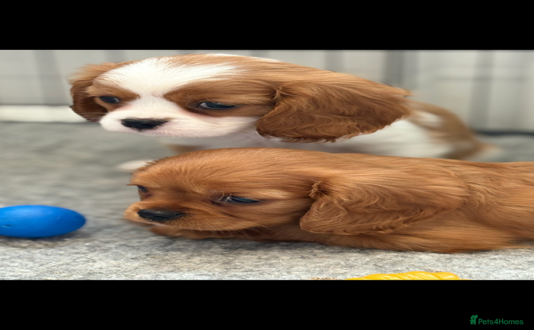 King Charles Spaniel dogs - Advert 1