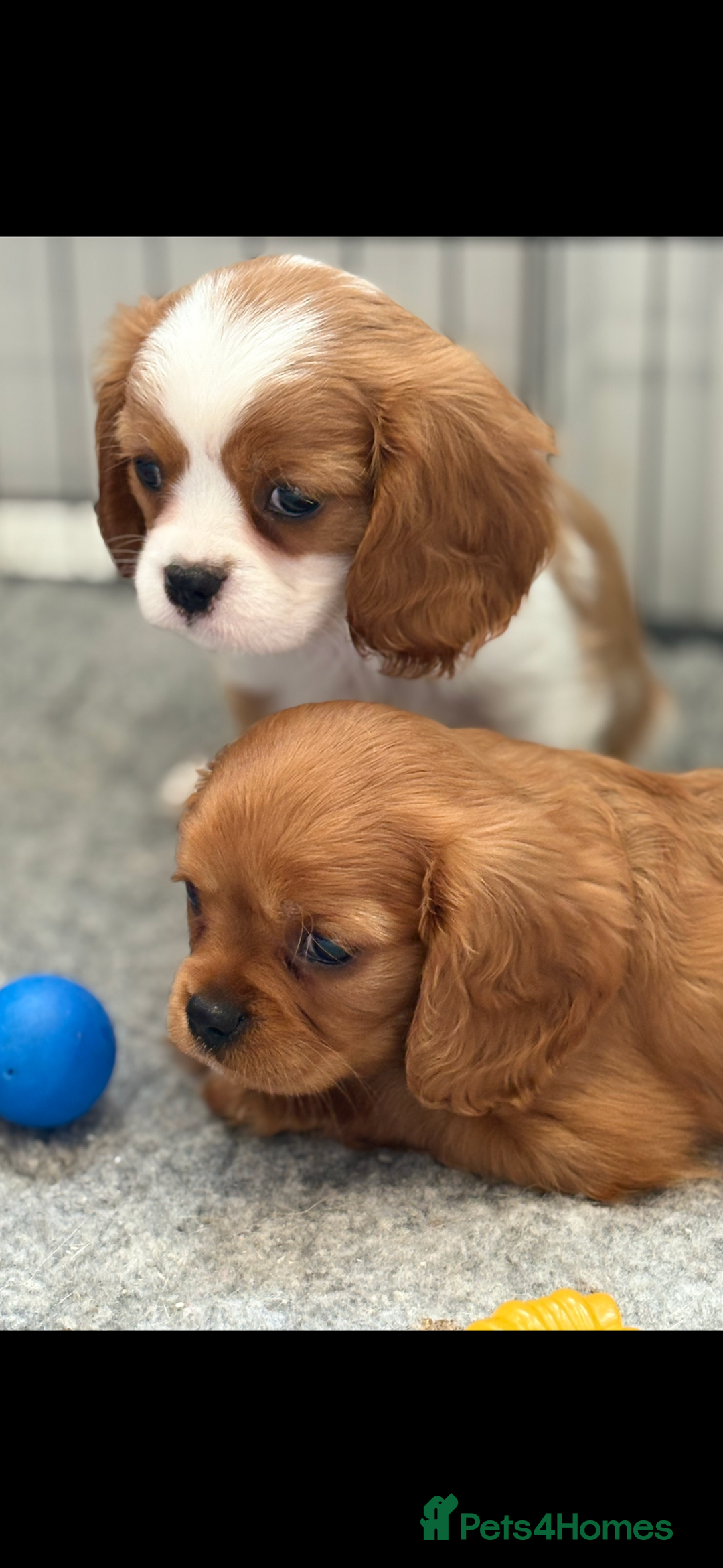 King Charles Spaniel dogs for sale: Beautiful cavalier puppies  - Image 1