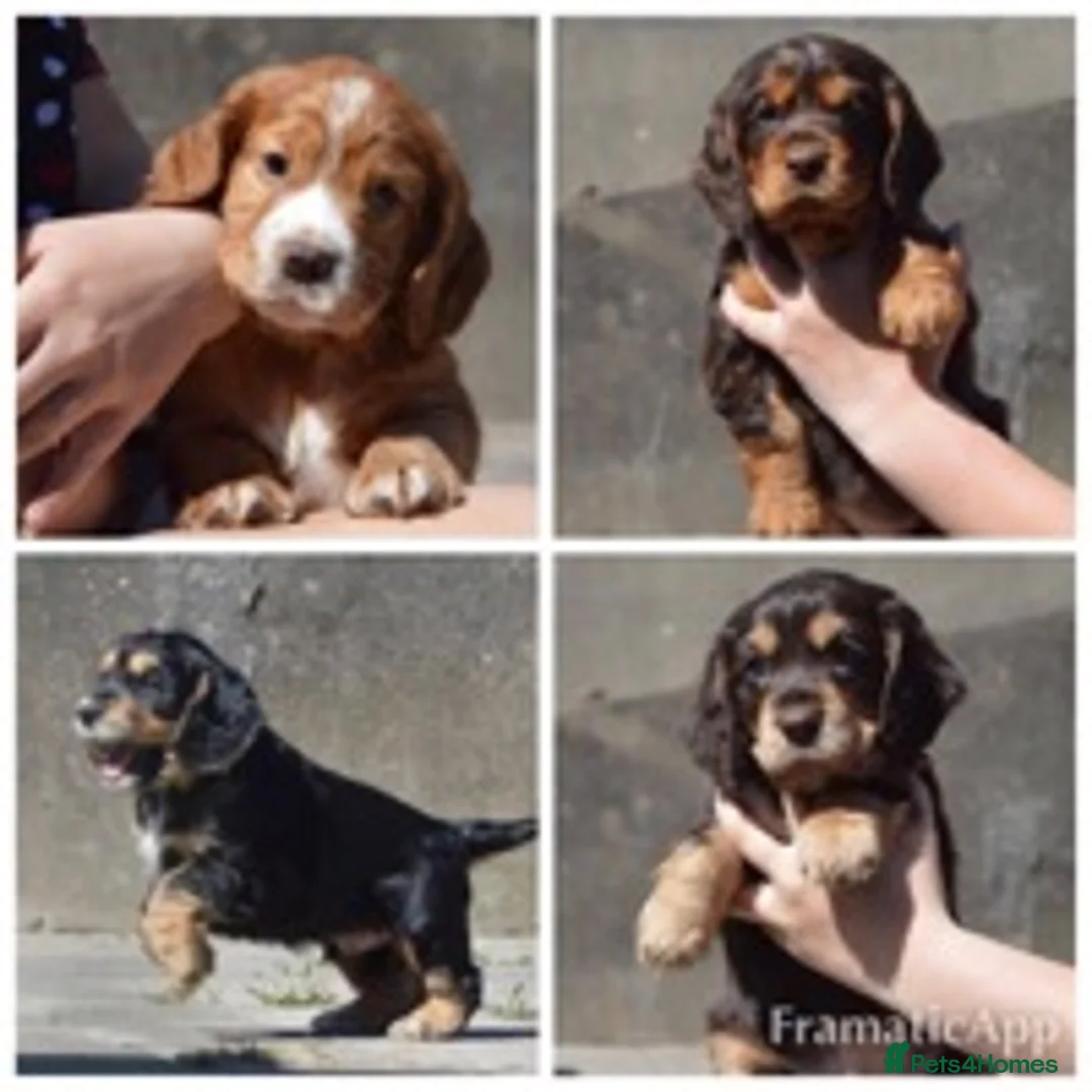 Cocker Spaniel dogs for stud: WCS cocker spaniel brown and tan in Treharris - Advert 7