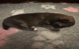 Pomeranian dogs for sale: Pomeranian puppy’s for sale - Advert 17