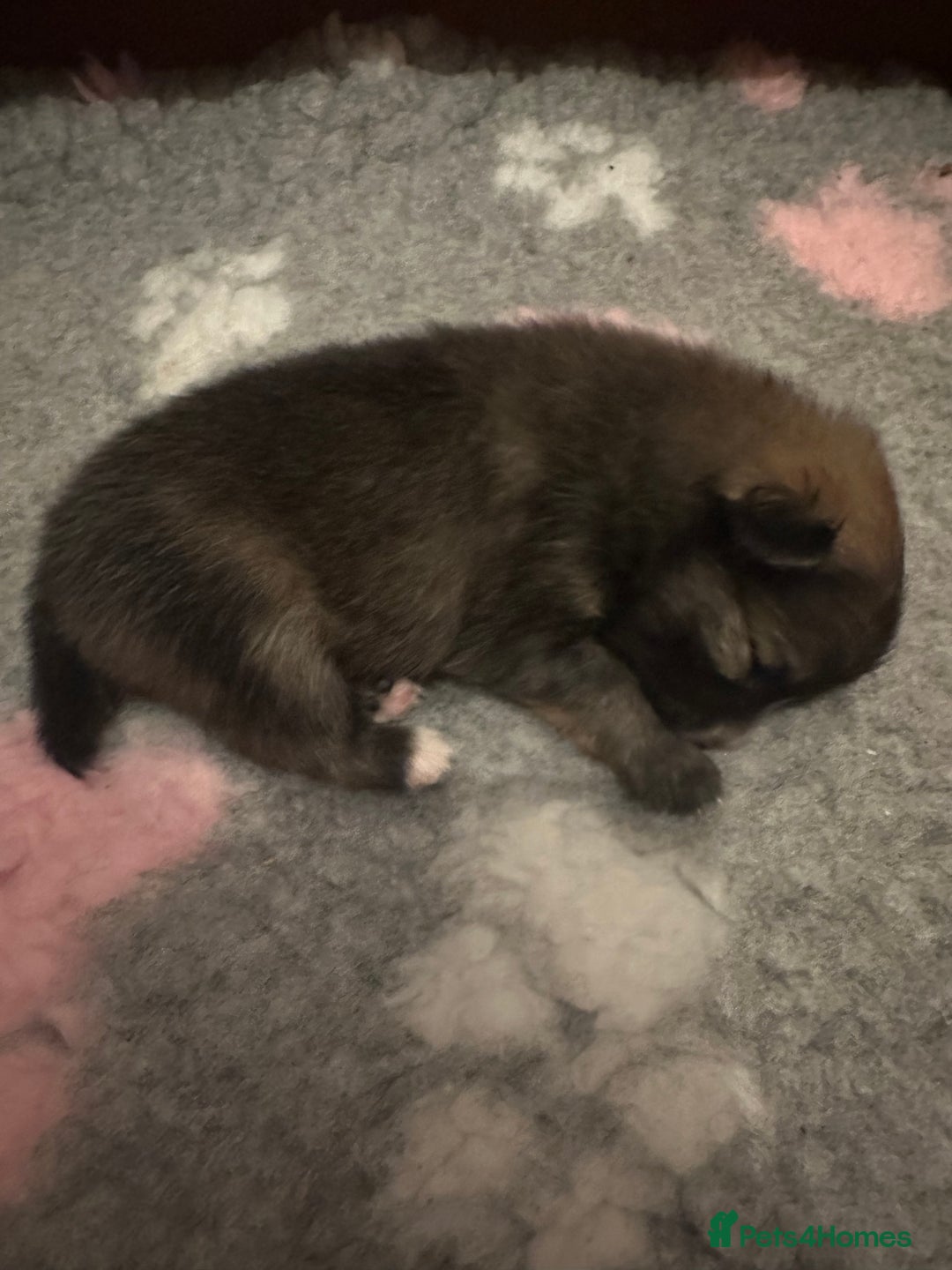 Pomeranian dogs for sale: Pomeranian puppy’s for sale - Advert 17