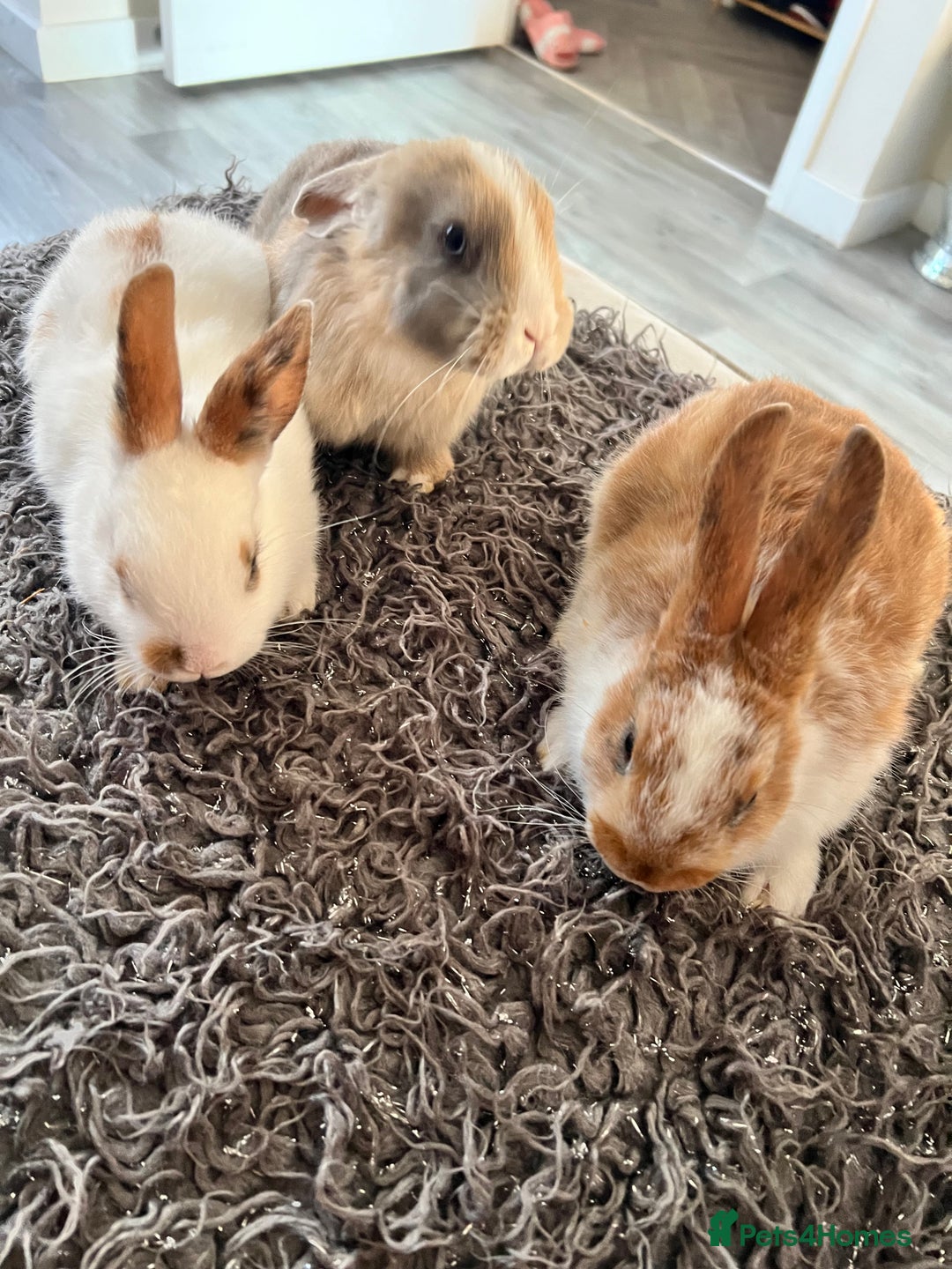 Dwarf Hotot rabbits for sale: Bunnies  in Newark - Image 4