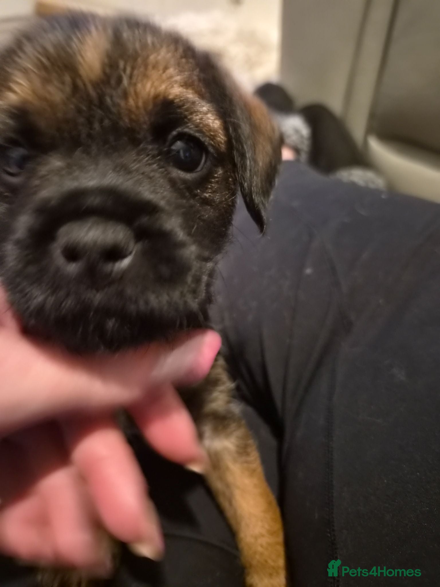 Border Terrier dogs Slem clear KC registered border terrier puppies - Advert 2