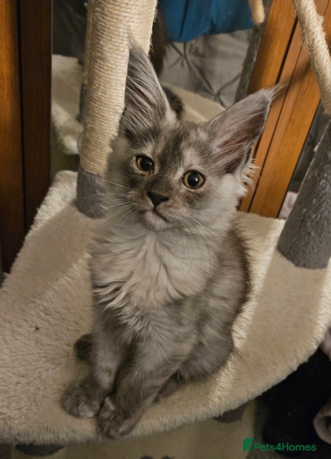 Maine Coon cats for sale: ACTIVE Silver Smoke Girl. 💖💖READY NOW💖💖 - Image 5