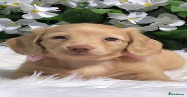 Miniature Dachshund dogs - Advert 7