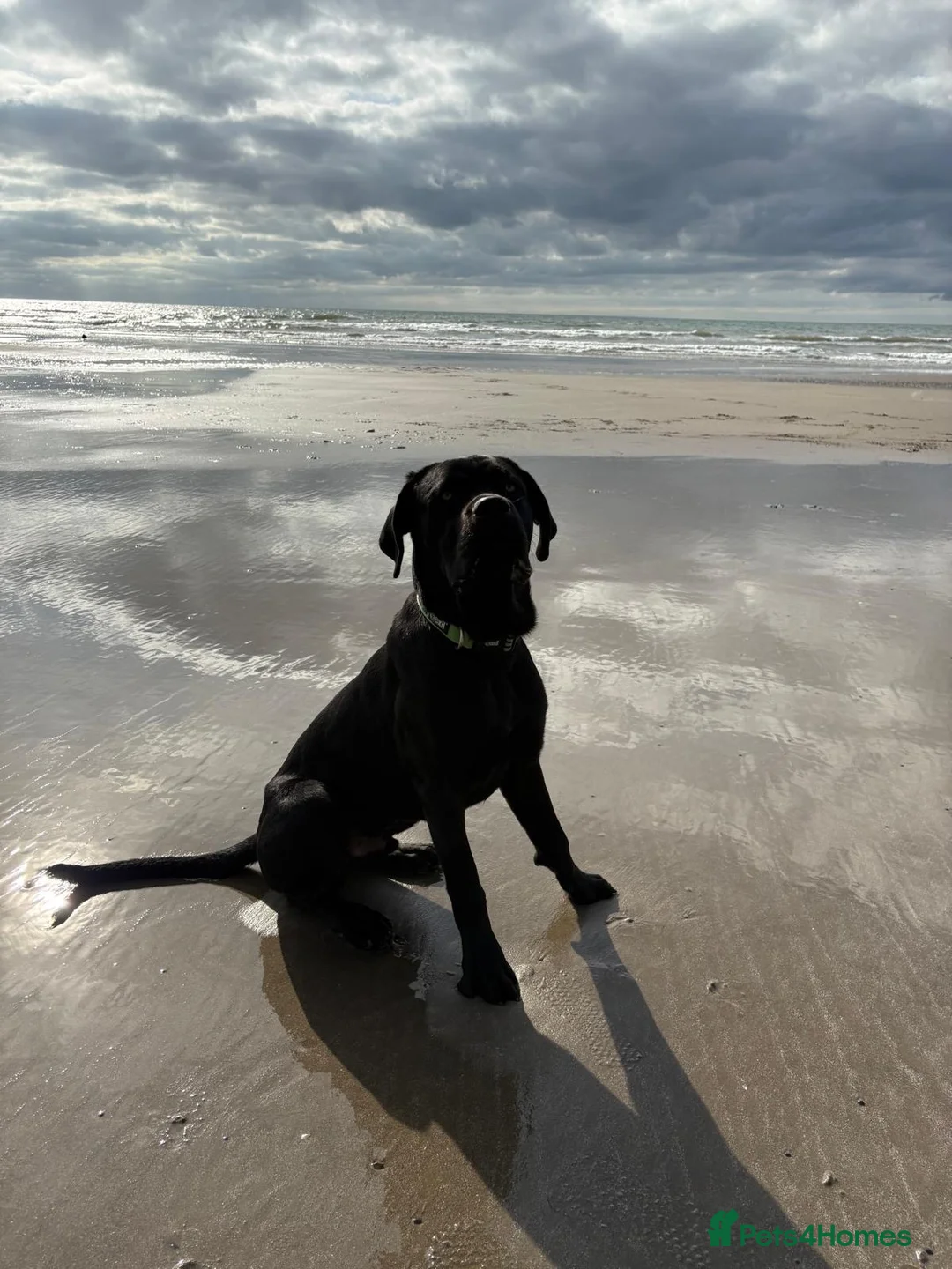 Mixed Breed dogs for sale: Cane Corso x Rottweiler looking for home in Borth - Advert 2